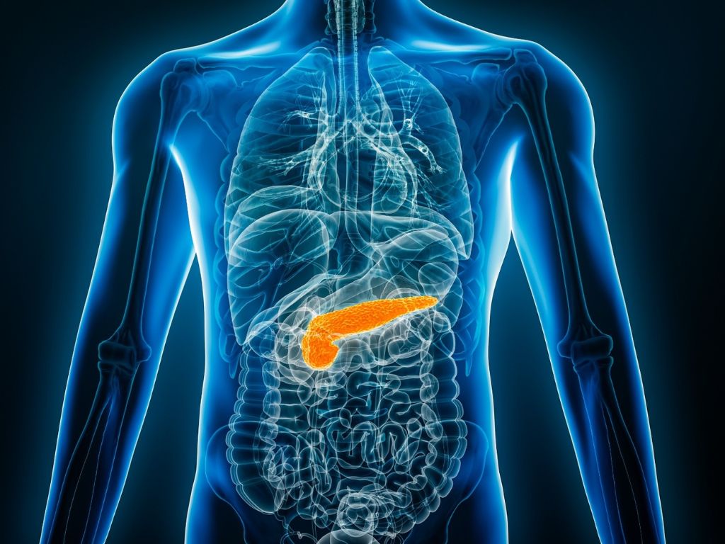 pancreas