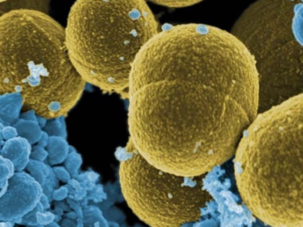 bacterias