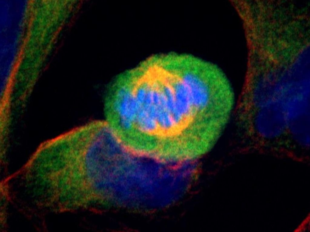 celula