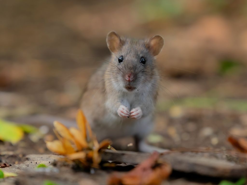 hantavirus